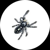 How to Identify & Get Rid of Jumping Spiders | Spider Control