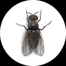 Facts About Black Flies | Fly Habits and Behaviors 