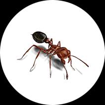 Ant Exterminator - How To Identify & Get Rid Of Ants