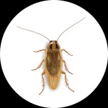 German Cockroaches