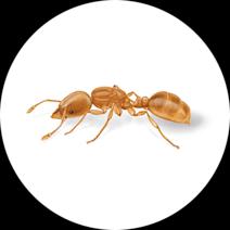 How to Identify & Get Rid of Thief Ants