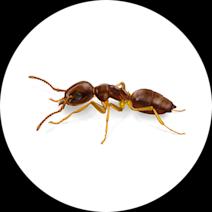 How to Identify & Get Rid of Odorous Ants