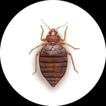 Bed Bug Exterminator - How To Identify & Get Rid Of Bed Bugs