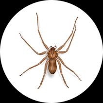 What do Brown Recluse Spiders Look Like | Get Rid of Spiders 