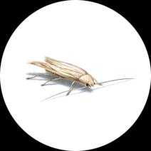 Casemaking Clothes Moths