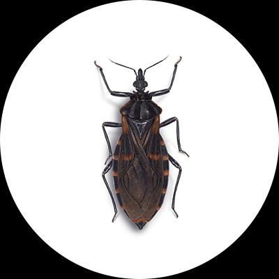 Kissing bug illustration