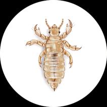 Lice Exterminator - How To Identify & Get Rid Of Lice