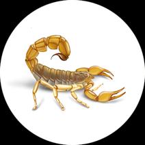 Scorpions Exterminator - How To Identify & Get Rid Of Scorpions