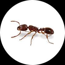 Pavement Ants