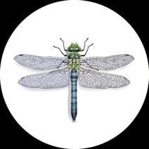 Dragonflies Exterminator - How To Identify & Get Rid Of Dragonflies