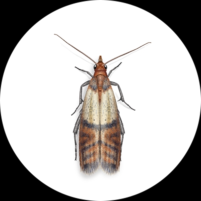 Indian Meal Moth Illustration