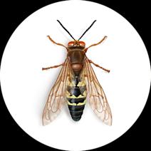 Eastern Cicada Killer Wasps
