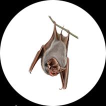 Bat Removal | Learn Bat Pest Control Methods