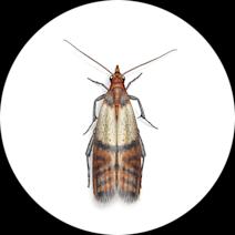 Indian Meal Moths