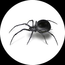 Black Widow Spider Facts and Identification