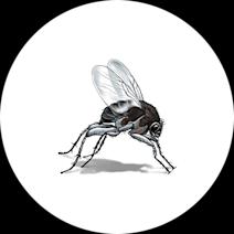 Phorid Humpbacked Flies