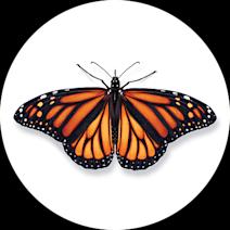 Monarch Butterflies Exterminator - How To Identify & Get Rid Of Monarch Butterflies