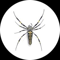 Banana Spiders