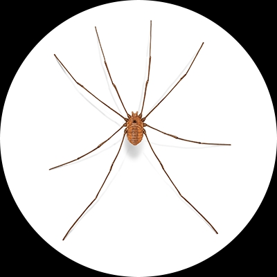 Daddy longleg illustration