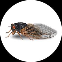 Cicada Facts | When Do Cicadas Come Out?