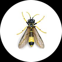 Sawflies