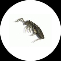 Springtails Exterminator - How To Identify & Get Rid Of Springtails