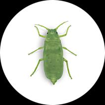 Russian Wheat Aphids