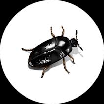 Beetles Exterminator - How To Identify & Get Rid Of Beetles