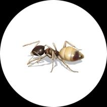 Ghost Ants
