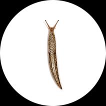 Snails Slugs Exterminator - How To Identify & Get Rid Of Snails Slugs