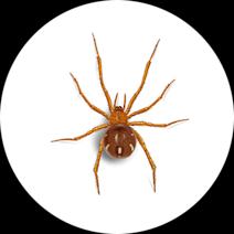 What Is A Red Spider? | Spider Identification