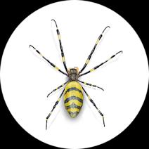 Where did Joro Spiders Come From | Joro Spider Infestation 