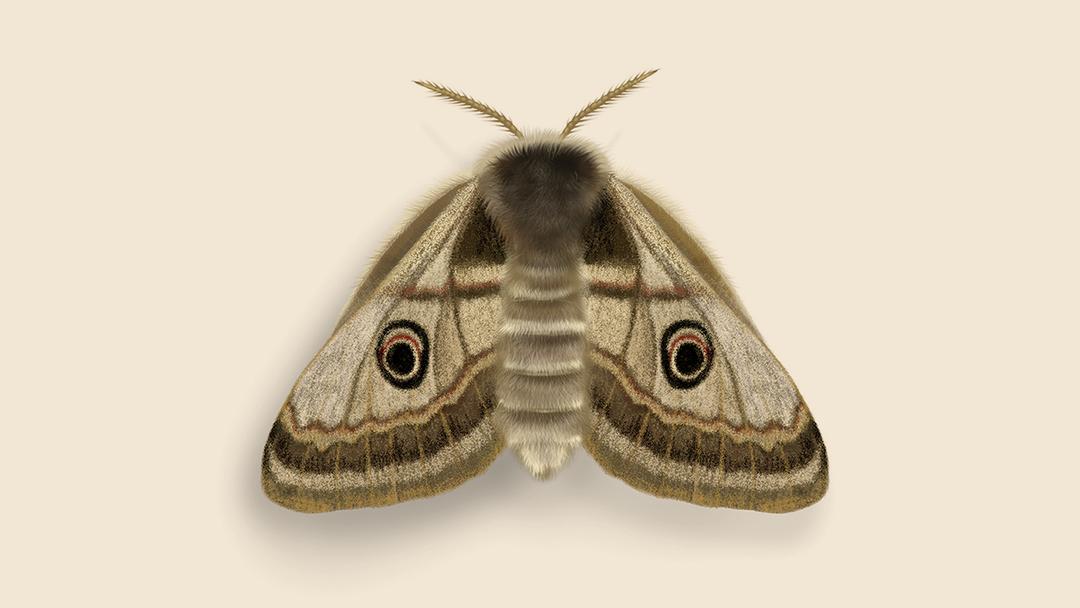 Moth illustration