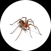 Spider Exterminator - How To Identify & Get Rid Of Spiders