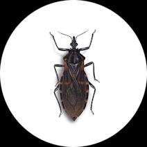 Kissing Bugs Exterminator - How To Identify & Get Rid Of Kissing Bugs