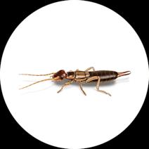 Earwigs Exterminator - How To Identify & Get Rid Of Earwigs