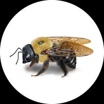 How to Get Rid of Carpenter Bees | Bee Facts