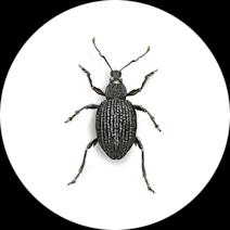 Black Vine Weevils