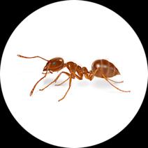 Tawny Crazy Ants