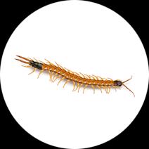 What do Giant Desert Centipedes Look Like? 
