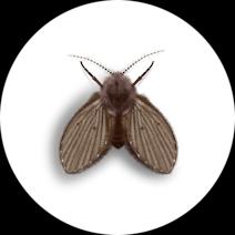 How to Identify Drain Flies | What Causes Drain Flies 
