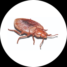 Bed bug image