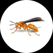 Red Wasps