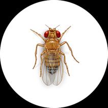 Fruit Fly Facts | Get Rid of Fruit Flies in the House