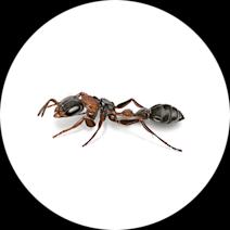 Elongate Mexican Twig Ant Facts | What are Twig Ants 