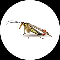 Scorpion Flies Exterminator - How To Identify & Get Rid Of Scorpion Flies