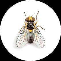 Leaf Miners Exterminator - How To Identify & Get Rid Of Leaf Miners