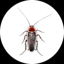 Pale-bordered Field Cockroaches