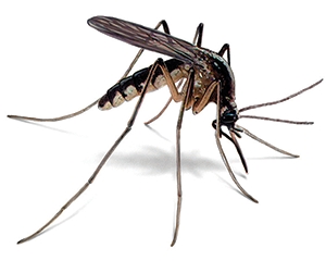 Mosquito image