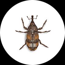White Pine Weevils